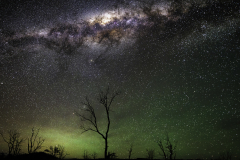 Milky Way over Ghost Treees