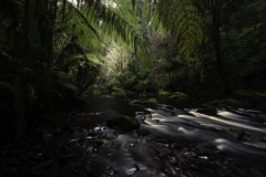 Tasmanian Rainforest Canopy