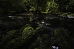 Rocky Streambed in Lush Tasmanian Forest