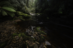 Creek Through Tasmanian Rainforest Glade