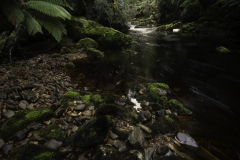 Rainforest Creek Through Ferns – Tasmanian Rainforest