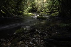 Fern Tunnel Along Tasmanian Rainforest Creek