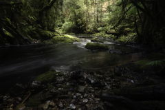 Long Exposure Rainforest Stream – Tasmanian Rainforest