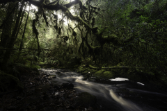 Majestic Tasmanian Rainforest Cathedral