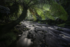 Lush Overhang Above Tasmanian Rainforest Stream