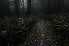 Misty Forest Path – Tasmanian Rainforest
