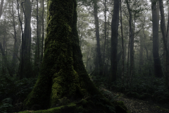 Moss-Covered Tree Trunk on Forest Trail – Tasmanian Rainforest