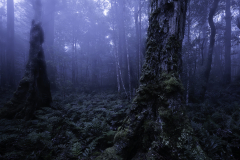 Blue Mist Among Ancient Trees – Tasmanian Rainforest