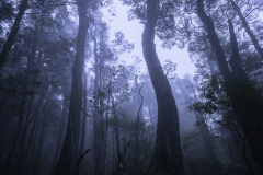 Tall Trees in Misty Forest – Tasmanian Rainforest