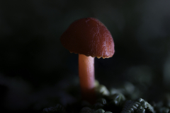 Small Red Mushroom Macro – Tasmania