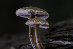 Cluster of Bell-Shaped Mushrooms – Tasmania