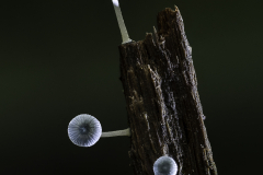 Pale Pin Mushrooms on Dead Wood – Tasmania