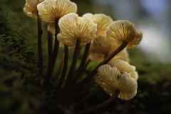 Bright Orange Mushroom Cluster – Tasmania