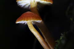 Pair of Red-Capped Mushrooms – Tasmania