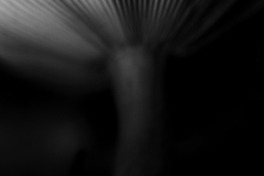 Mushroom Gill Detail in Monochrome – Tasmania