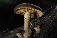 Mushroom Growing on Fallen Log – Tasmania