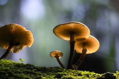 Cluster of Orange Mushrooms on Moss – Tasmania