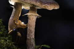 Snail snacking