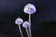 Delicate White Mushrooms – Tasmania