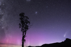 Purple Aurora Glow Behind Tasmanian Tree Silhouette