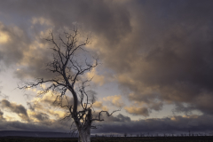 Tree Silhouette Under Fiery Clouds – Tasmania