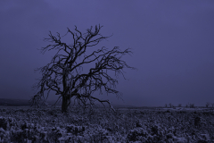 Frosty Silhouette – Tasmania