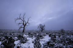 Foggy Winter Silhouette – Tasmania