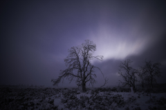 Tree Silhouette with Radiating Light – Tasmania