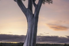 Pastel Skies and the Lone Gum Tree
