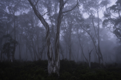 Pale Gums in Morning Mist – Tasmania