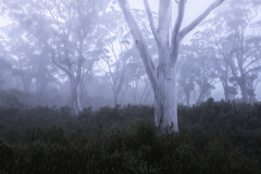 Misty Blue Forest – Tasmania