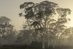 Tree Line Panorama at Dusk – Tasmania
