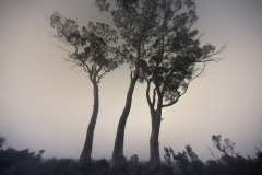 Three Trees at Dusk