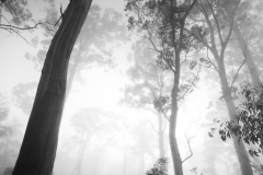 Monochrome Trees in Mist I – Tasmania