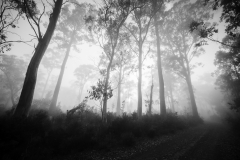 Ghosts of the Forest