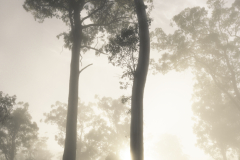 Solitary Tree in Monochrome Mist – Tasmania