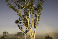 Glowing Gum Tree