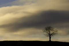 Beneath the Golden Sky
