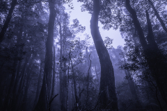 Tall Trees in Blue Mist – Tasmania