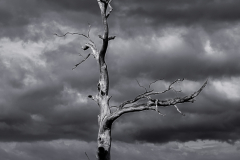 Bare Tree Against Storm Clouds – Tasmania