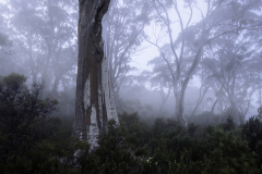 Whispers Through the Fog