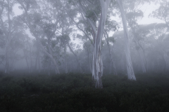 Into the Misty Woodland