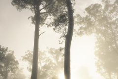 NZ70636-Enhanced-NR