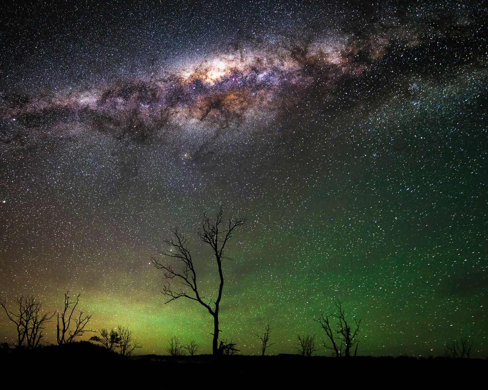 Milky Way and green airglow over silhouetted dead trees in Tasmania