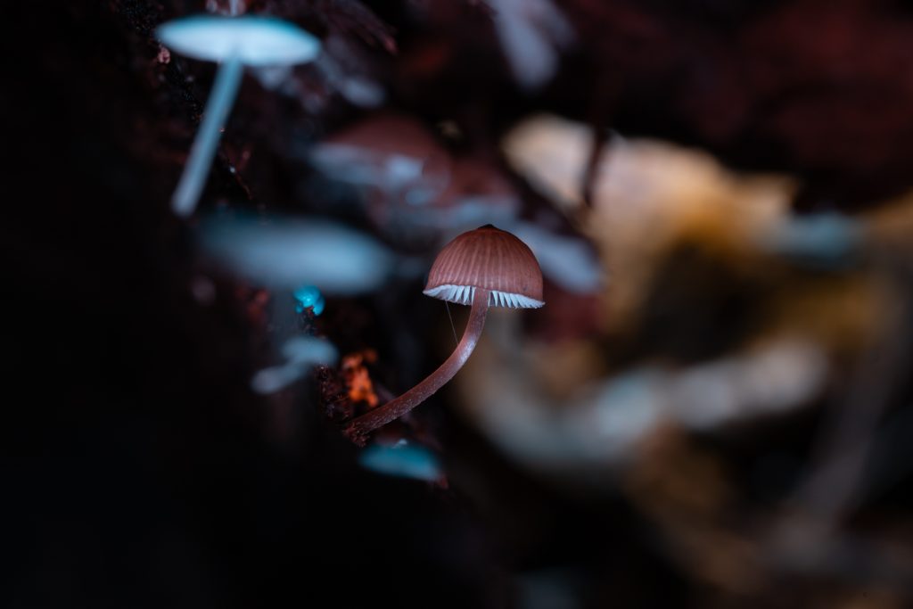 Close-up of delicate wild fungi growing on mossy forest floor in Tasmanian rainforest - macro nature photography