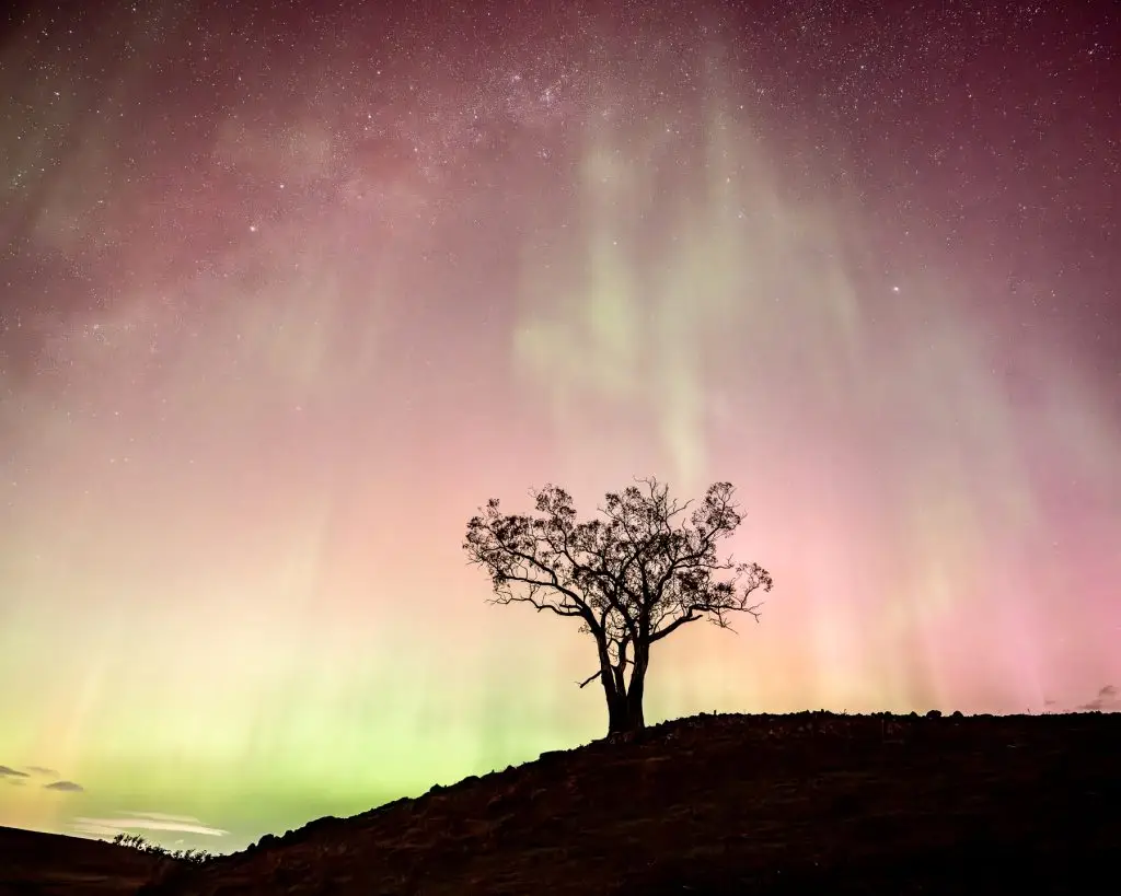 Aurora Australis over silhouetted tree on Tasmanian hill at night