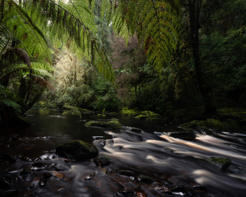 Golden rays through canopy in Tasmanian temperate rainforest