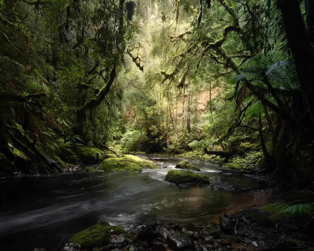 Tree ferns framing a creek in Tasmanian rainforest