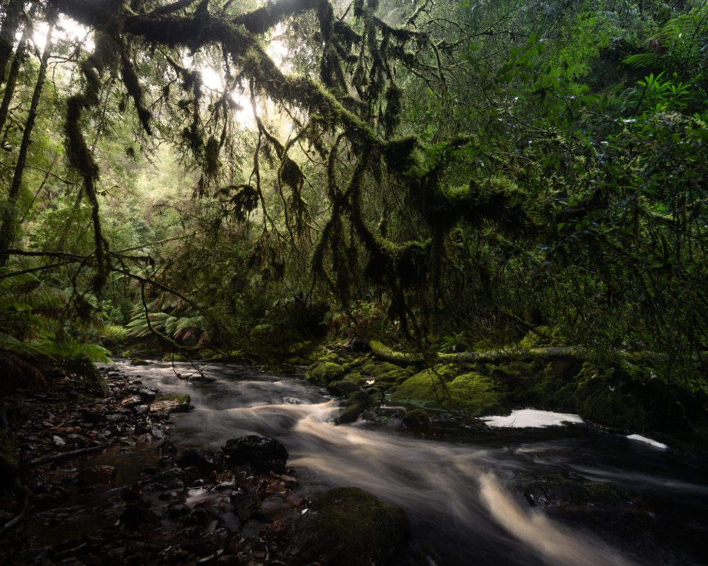 Majestic Tasmanian rainforest cathedral with creek and ferns