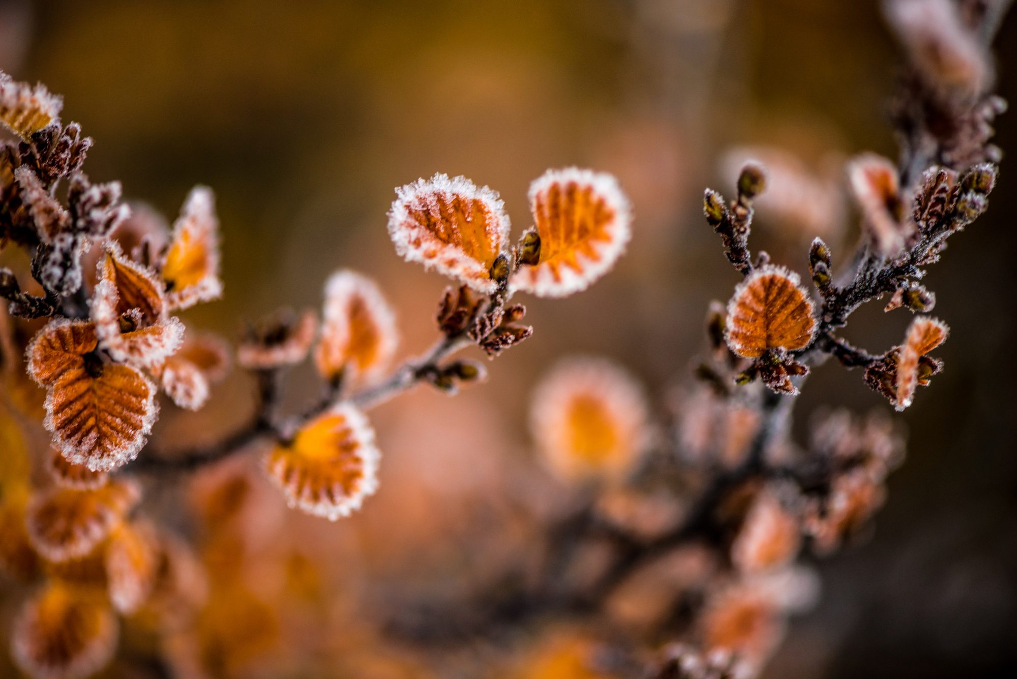 Close-up of frost-edged Nothofagus gunnii fagus leaves in copper and orange tones in Tasmania's alpine zone